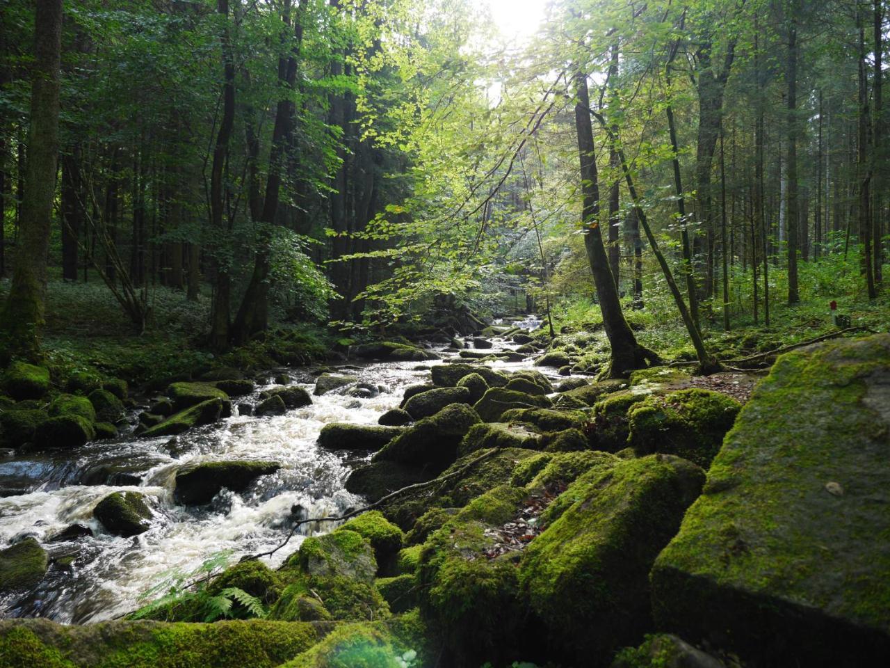 Fewo Kedo Neukirchen vorm Wald Buitenkant foto