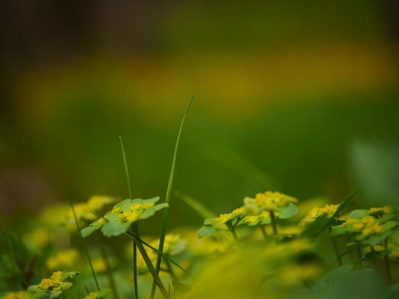 Fewo Kedo Neukirchen vorm Wald Buitenkant foto