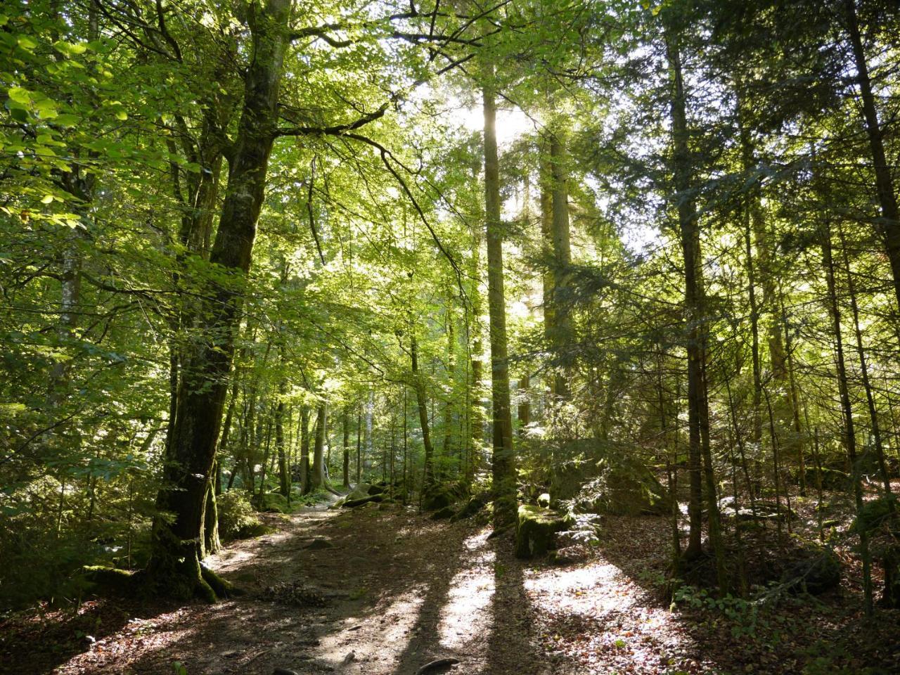 Fewo Kedo Neukirchen vorm Wald Buitenkant foto