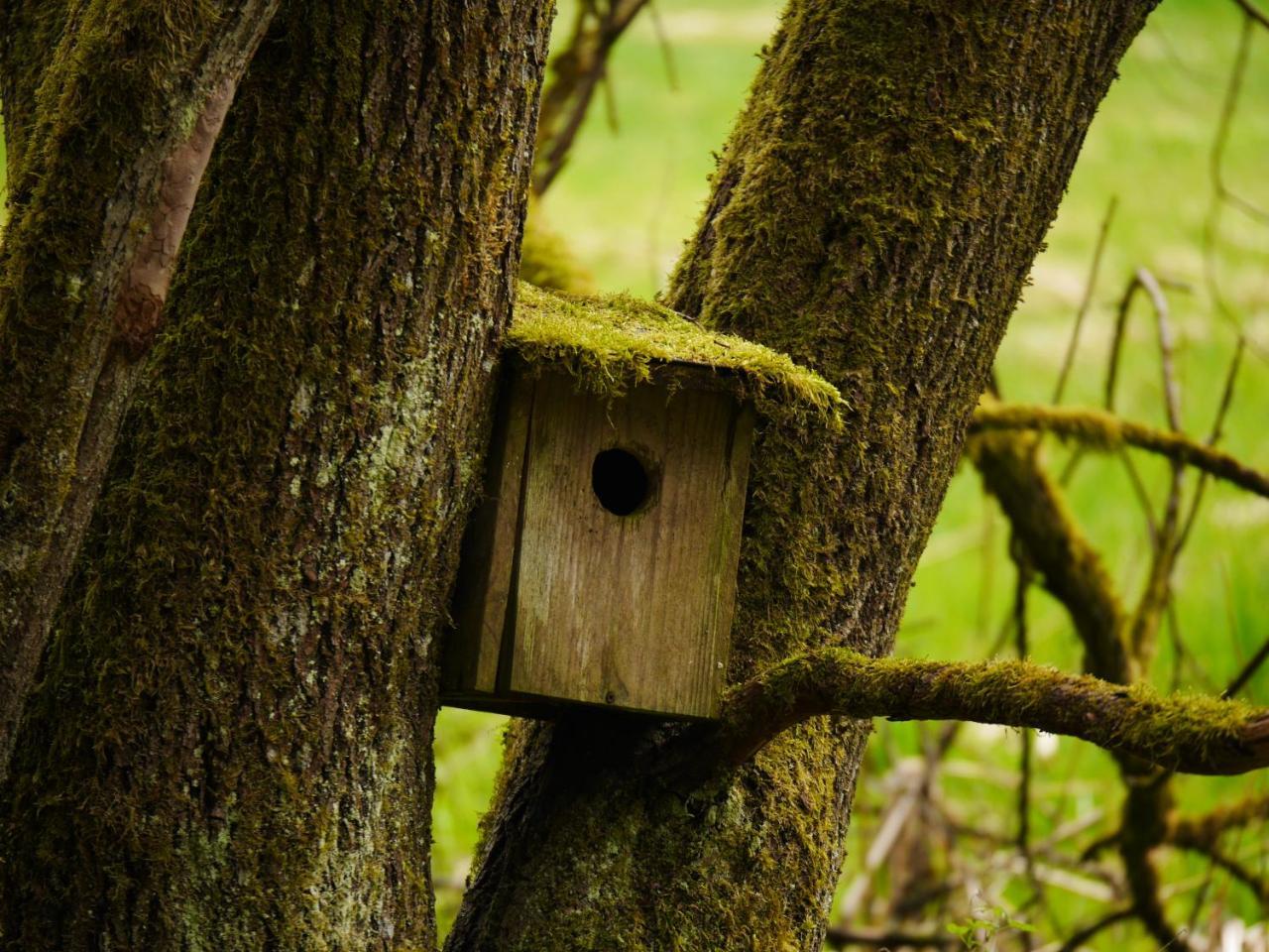 Fewo Kedo Neukirchen vorm Wald Buitenkant foto